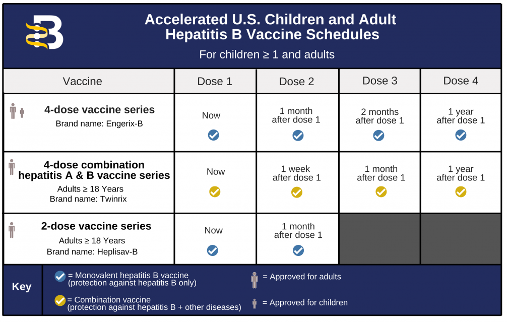 Hepatitis B Foundation Hepatitis B Vaccine Schedules