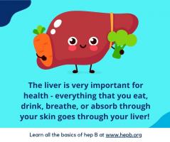 Your Liver Is Important