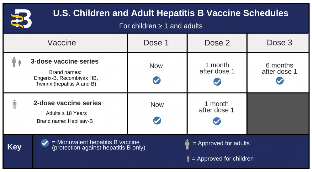 Fundaci n Contra La Hepatitis B Calendarios De Vacunas Contra La 