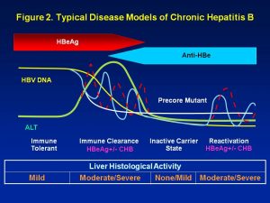 Diagnosed With Chronic Hepatitis B? What Phase - HBeAg-Positive Chronic ...