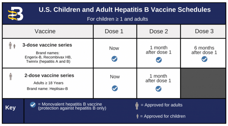 Hepatitis B Prevention Archives - Hepatitis B Foundation