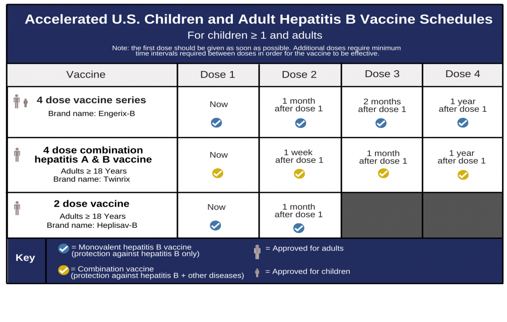 Accelerated US Children and Adult Hepatitis B Vaccine Schedules2