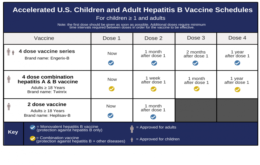 Hepatitis B Foundation Hepatitis B Vaccine Schedules