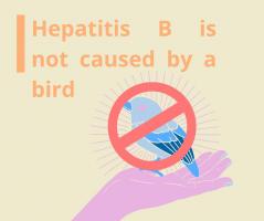 HBV Is Not Caused By a Bird