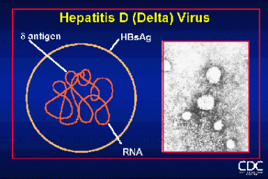 CDC HDV virus image
