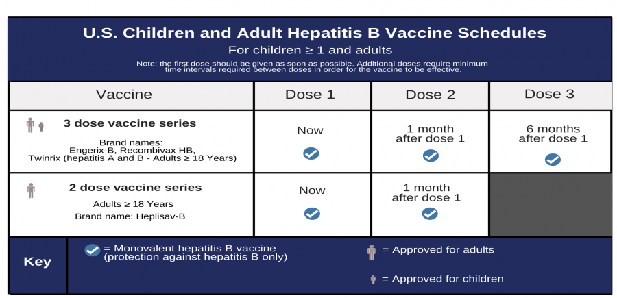 US Children and Adult Hepatitis B Vaccine Schedule