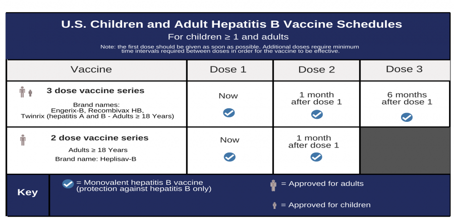 Hepatitis B Foundation Hepatitis B Vaccine Schedules